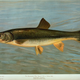 Illustration for article titled Fishes of North America That are Captured on Hook and Line